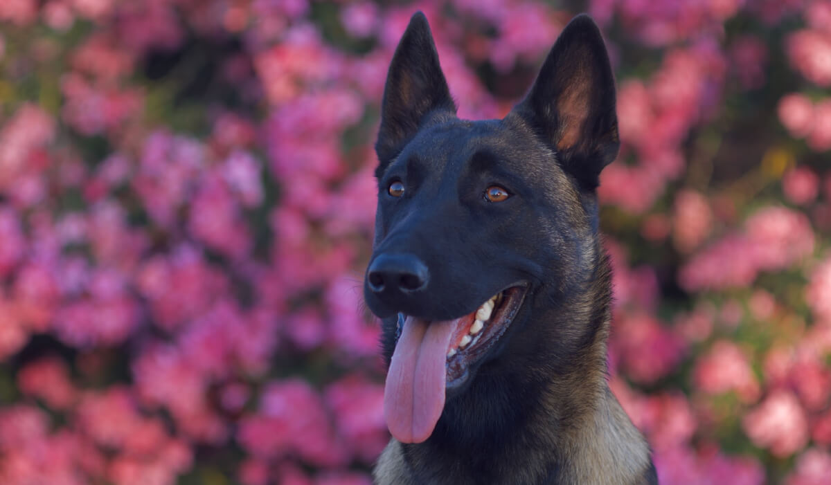perro no para de ladrar