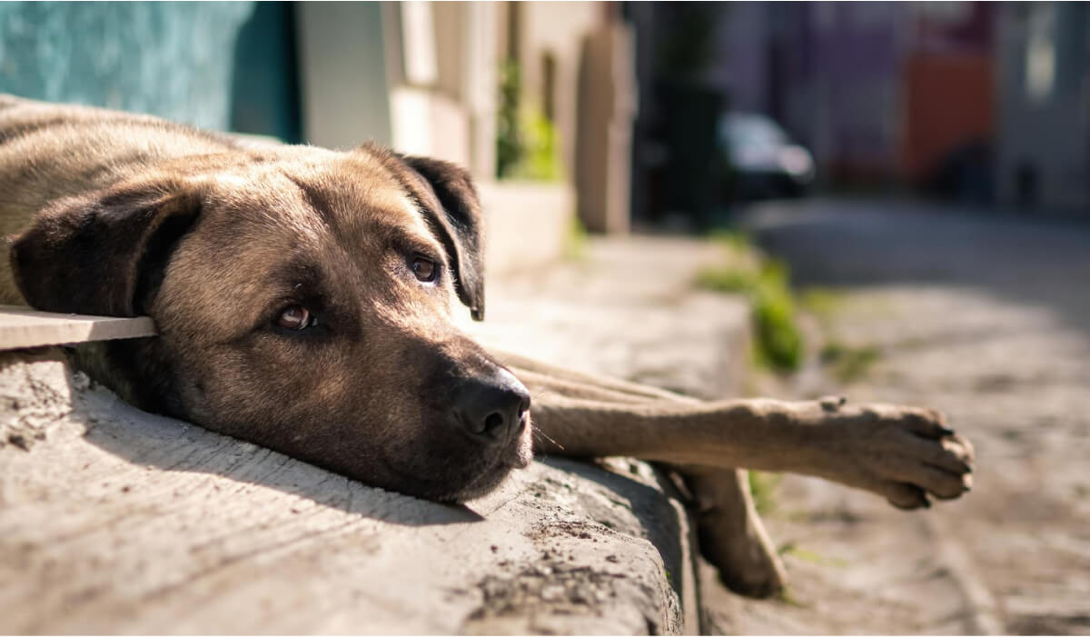 denunciar por maltrato o abandono animal